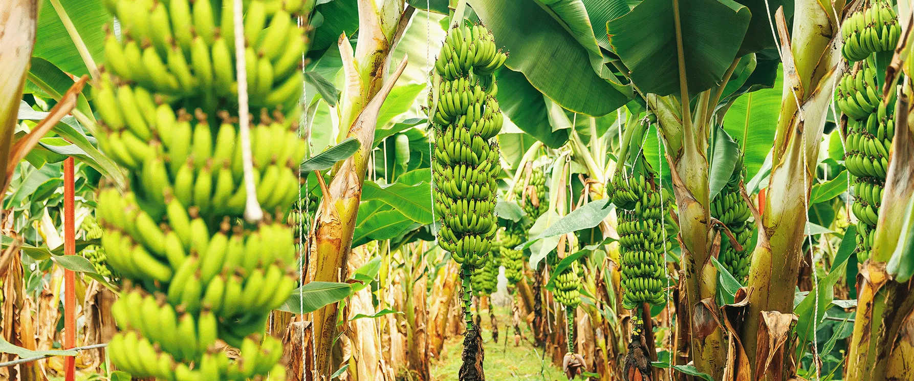 First anniversary of the ALDI banana sourcing model ALDI SOUTH Group