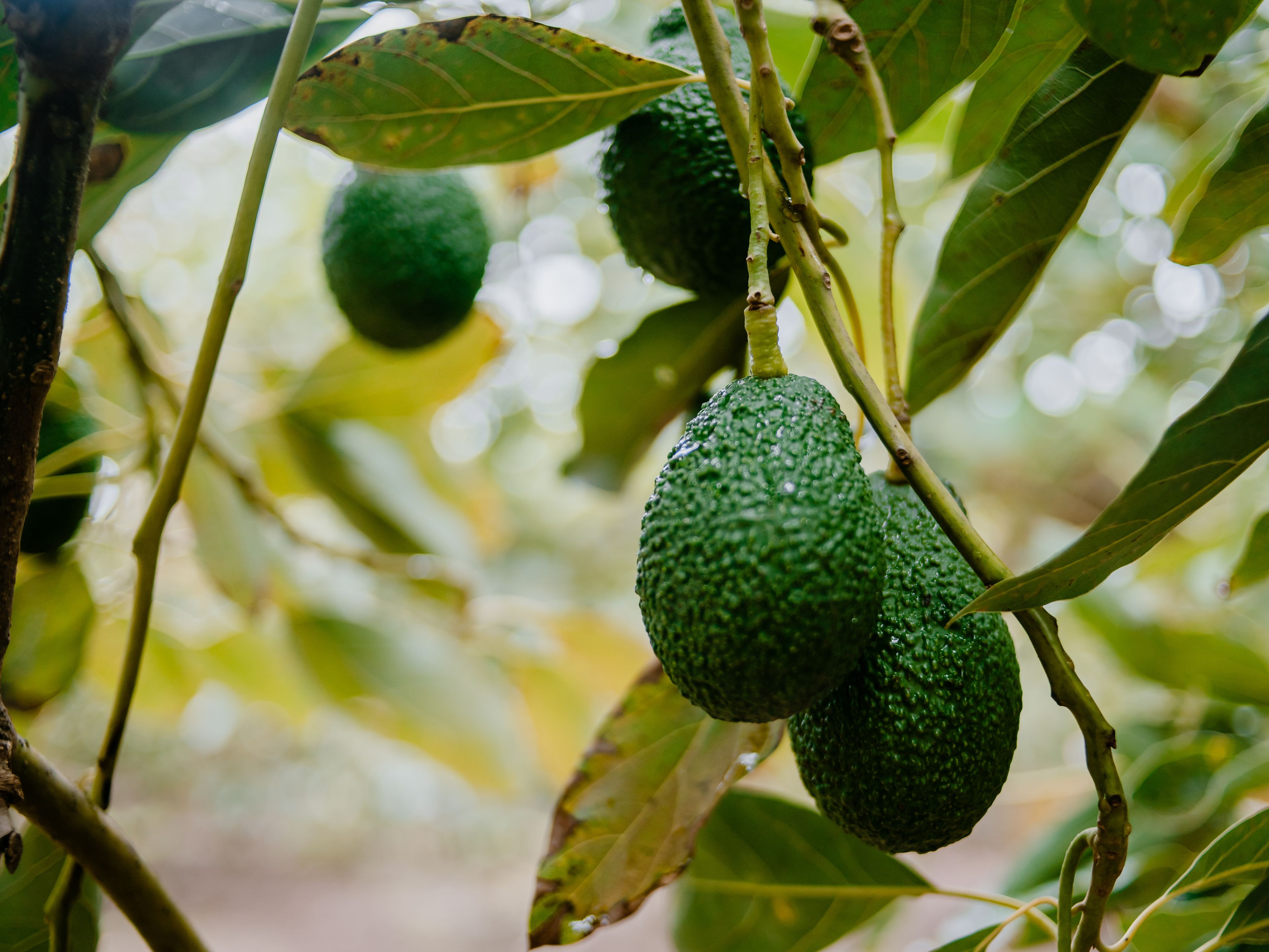 Theprivateavocado: The Environmental Impact - 3yq40ru